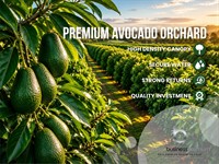avocado orchard far north - 1