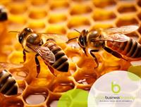 apiary buzzing with many - 1
