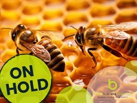 apiary buzzing with many - 1