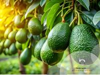 avocado orchard far north - 1